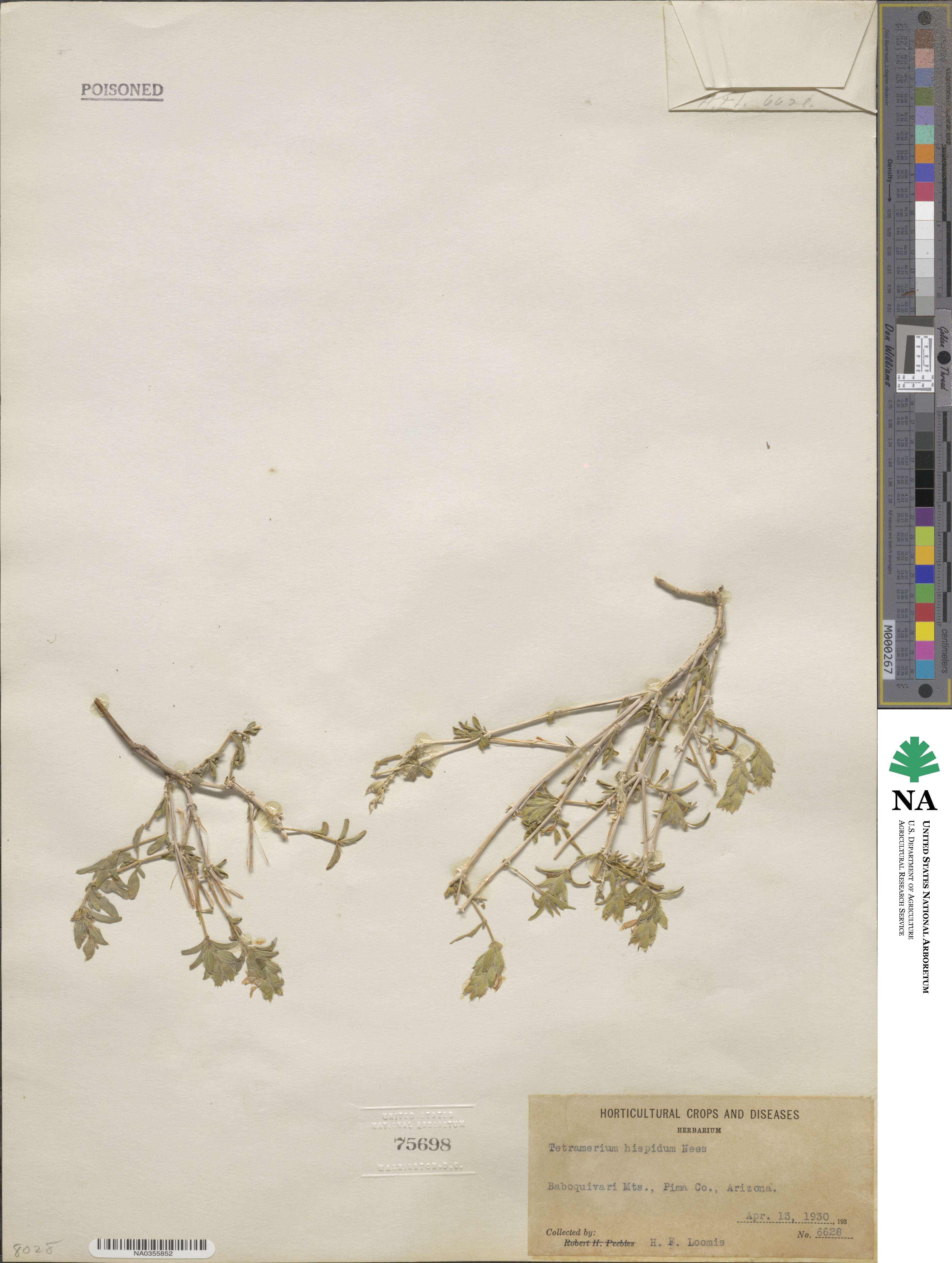 Tetramerium nervosum image