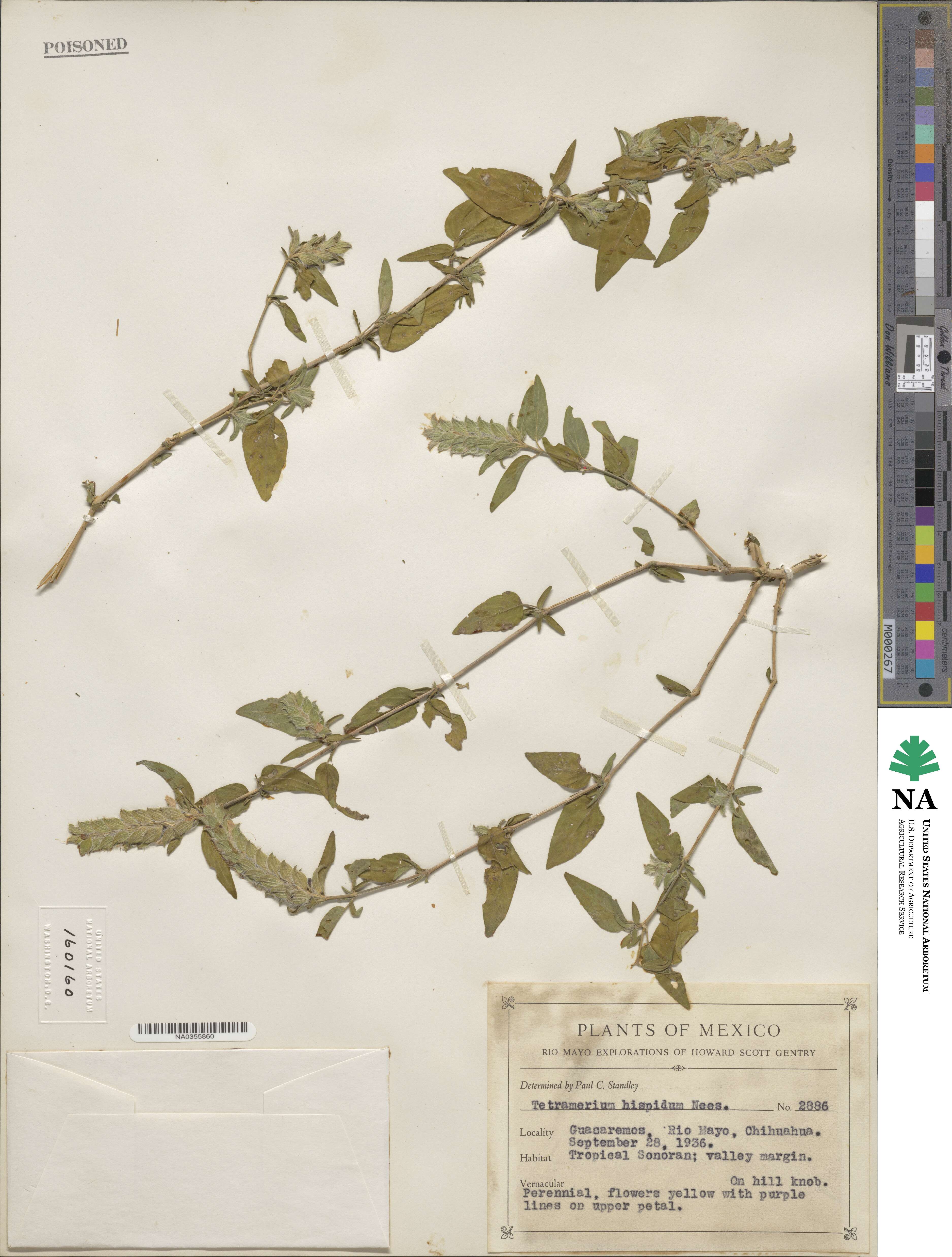 Tetramerium image
