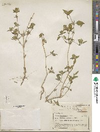 Tetramerium nervosum image