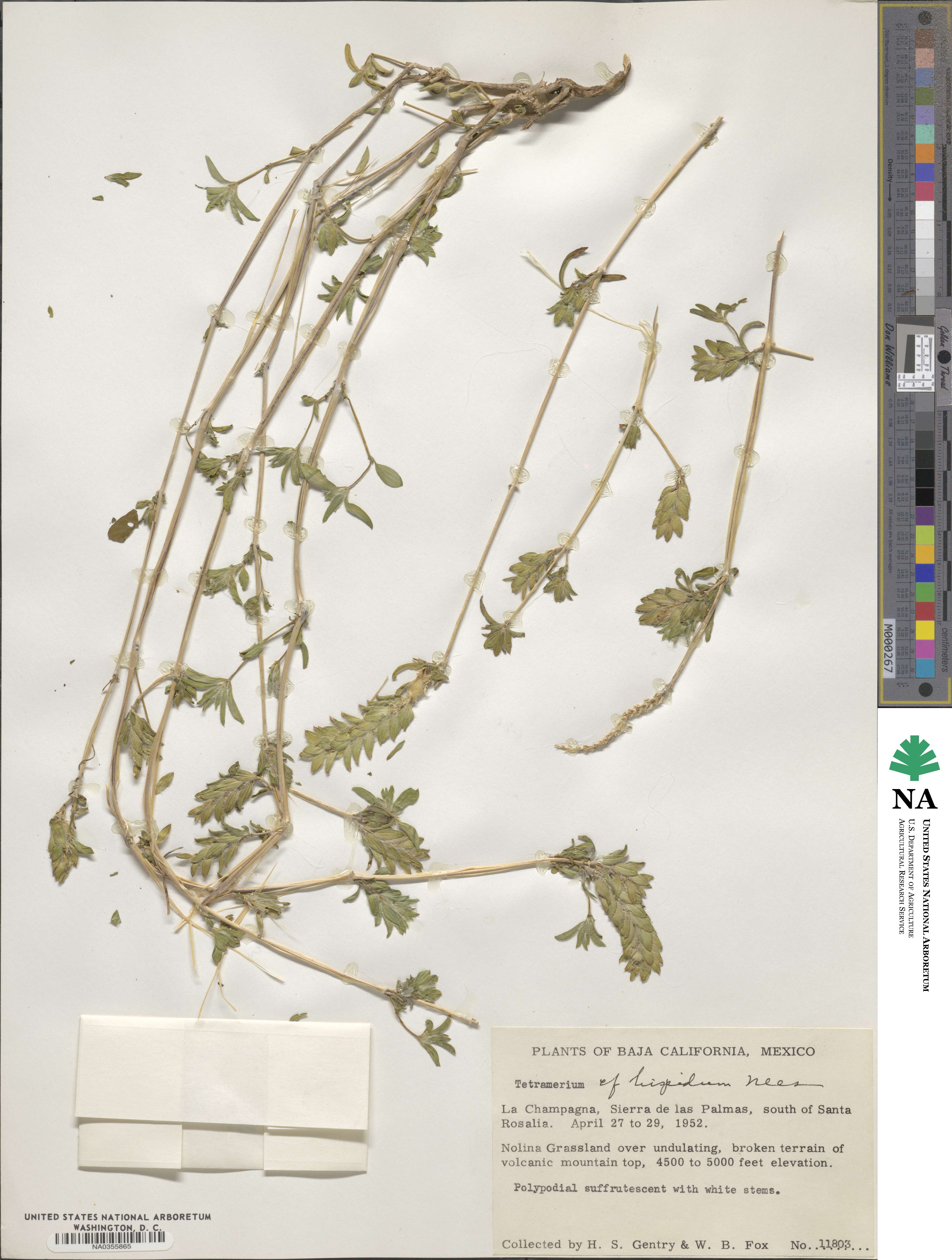 Tetramerium nervosum image