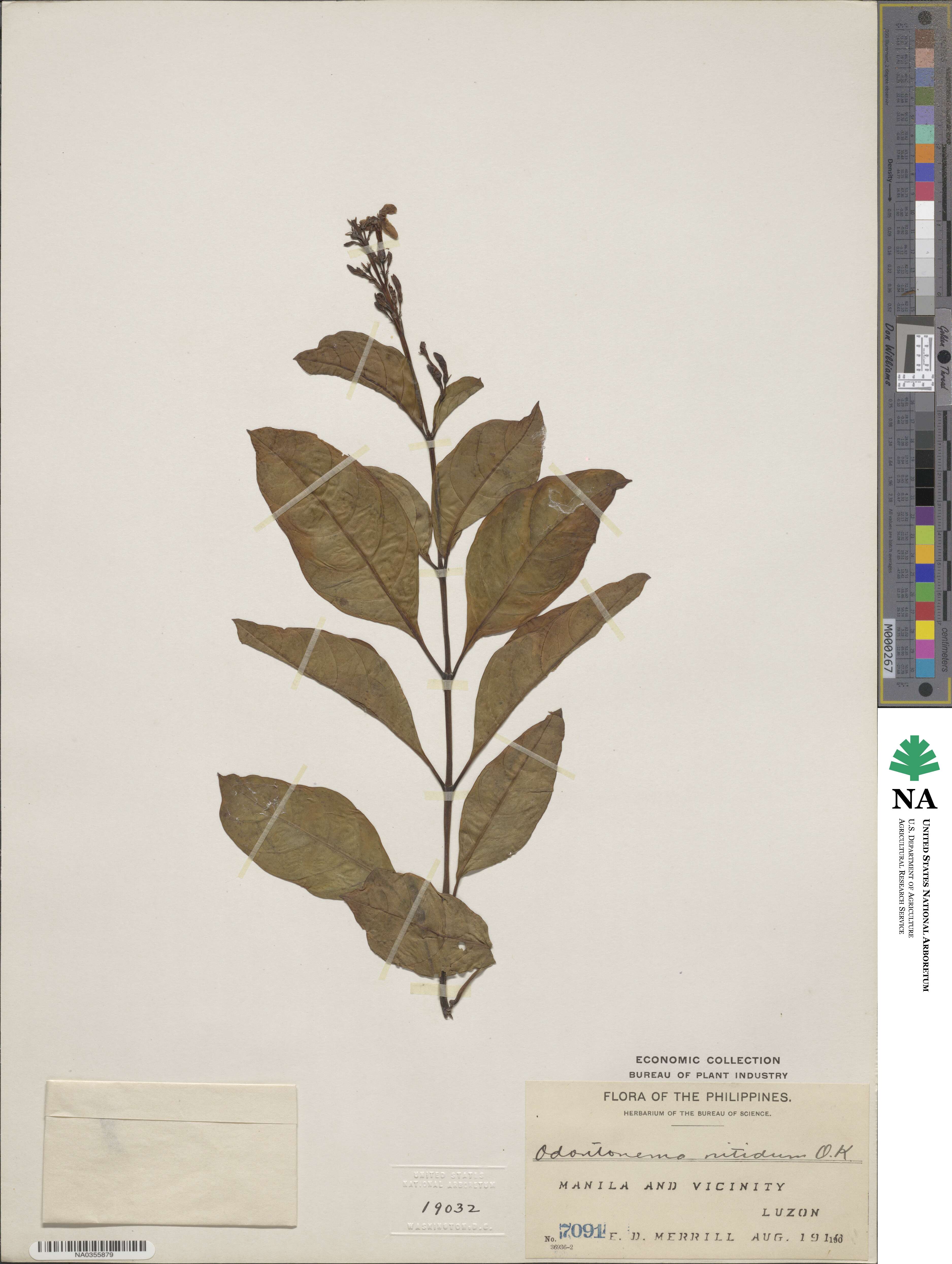 Thyrsacanthus nitidus image