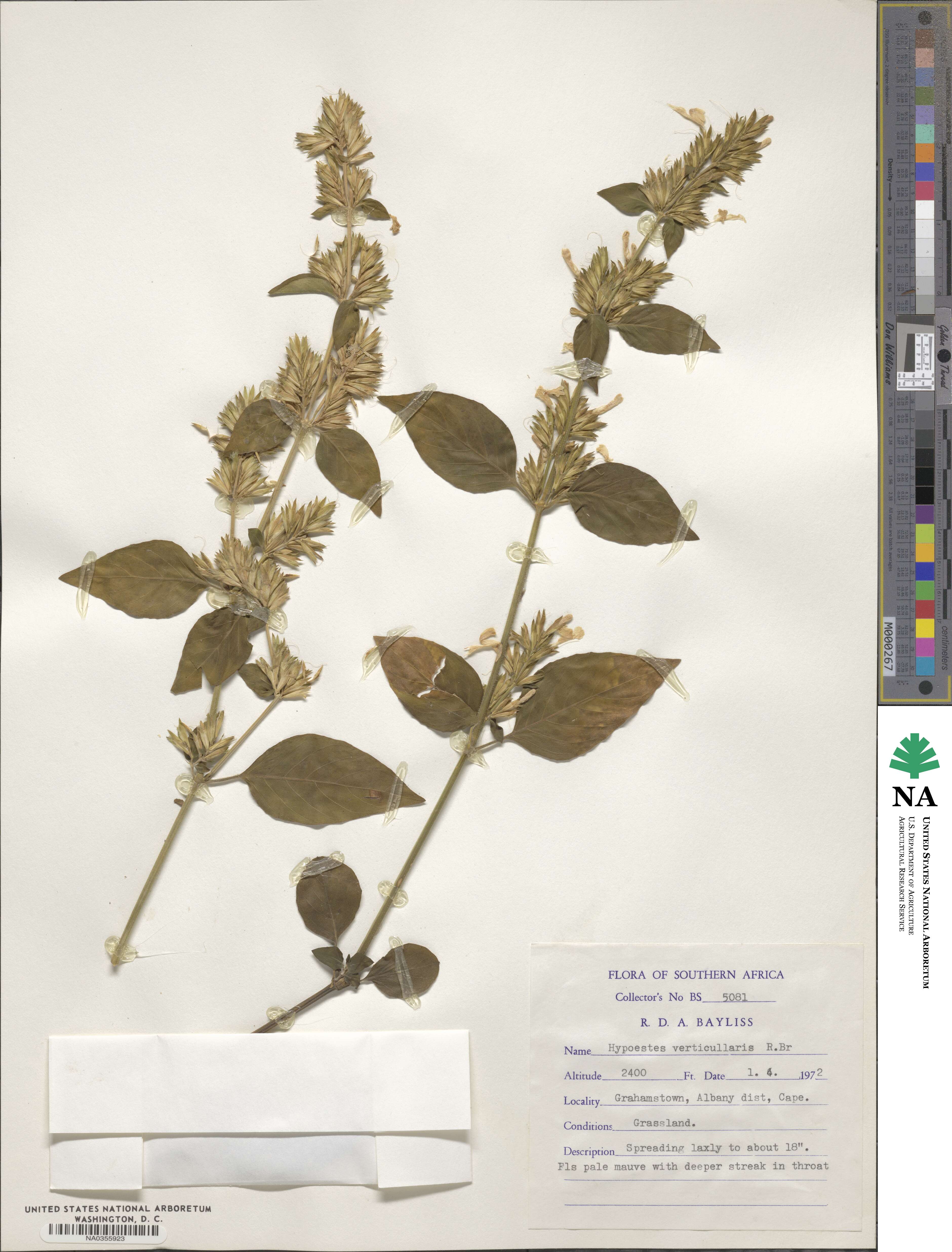 Hypoestes aristata image