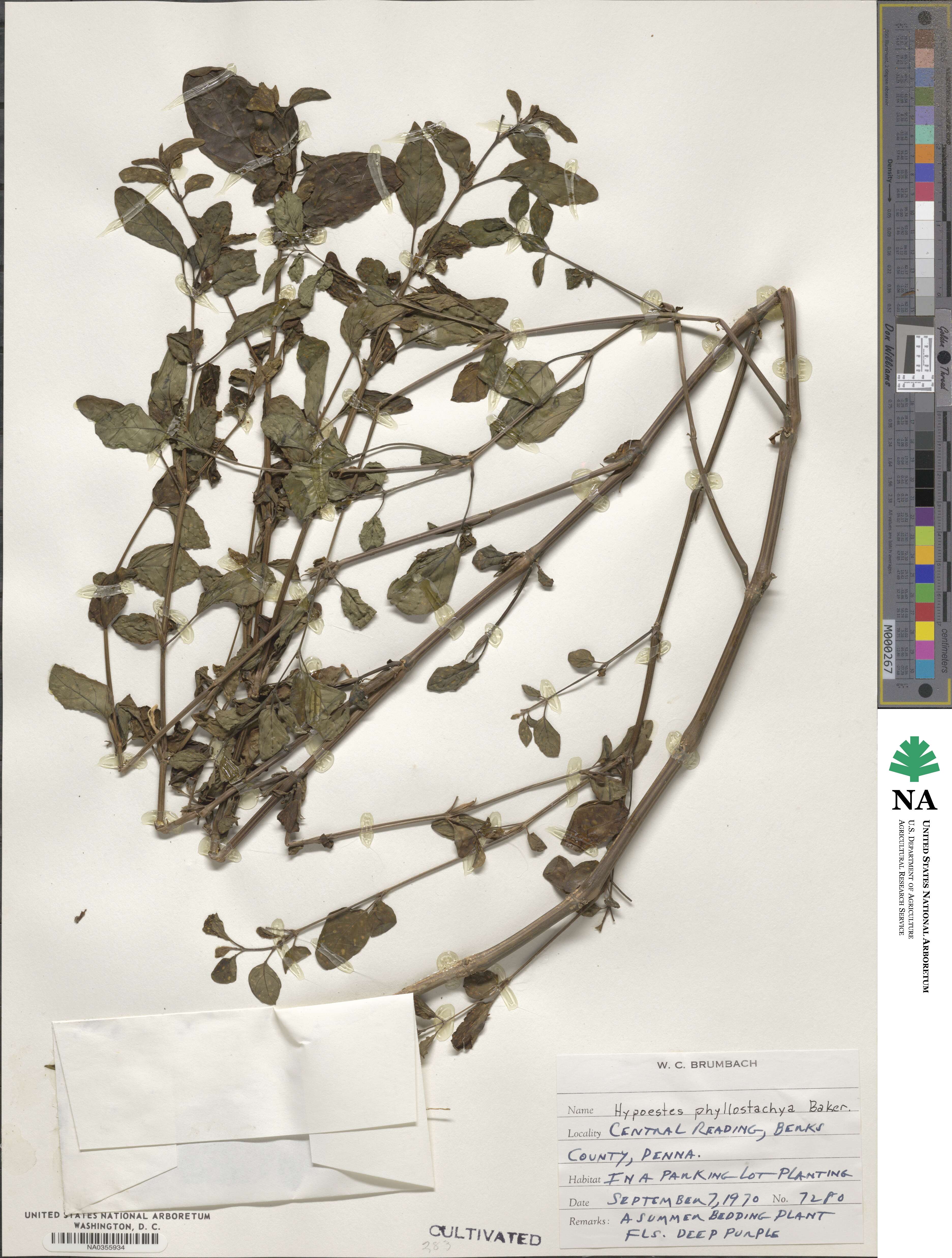 Hypoestes phyllostachya image