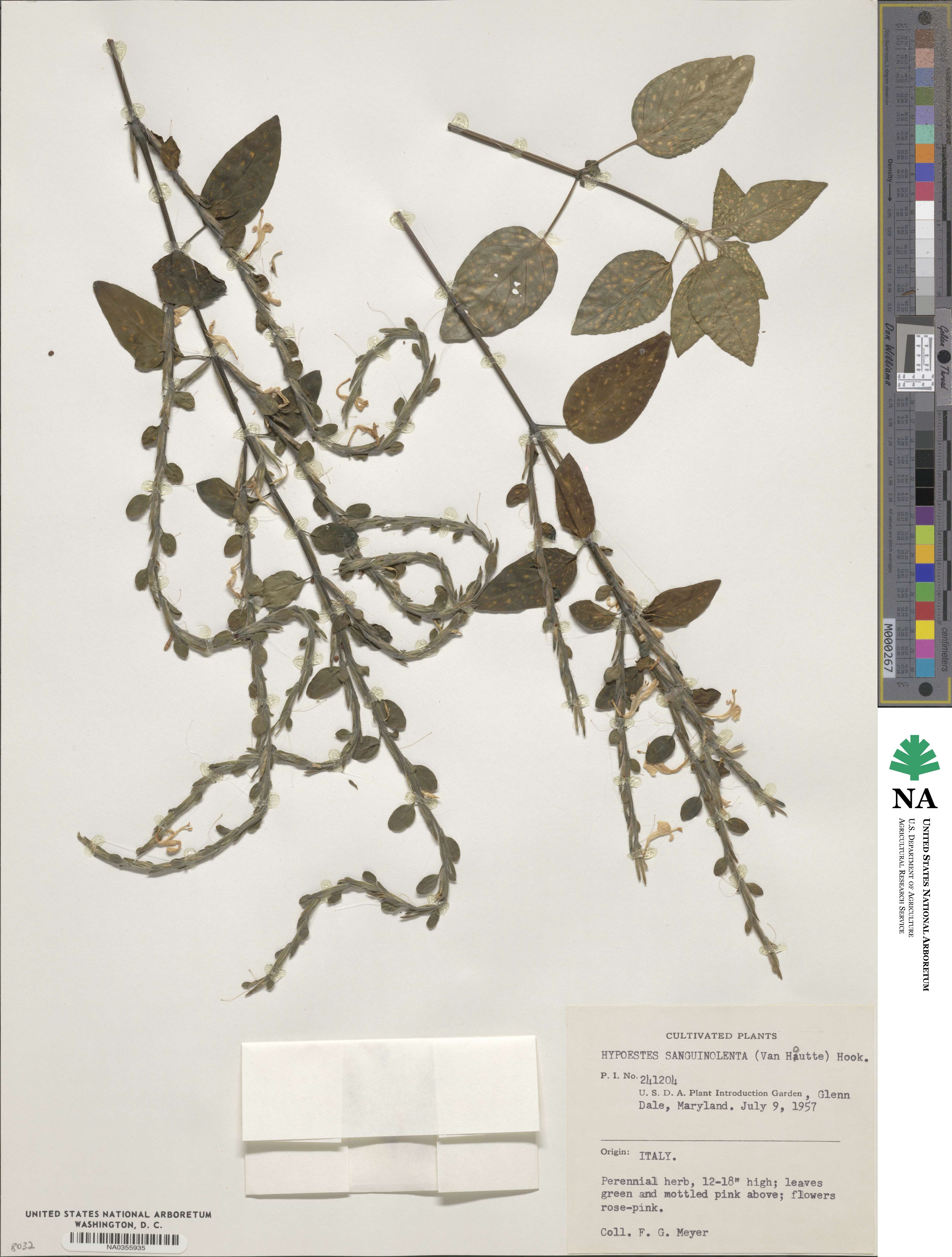 Hypoestes phyllostachya image