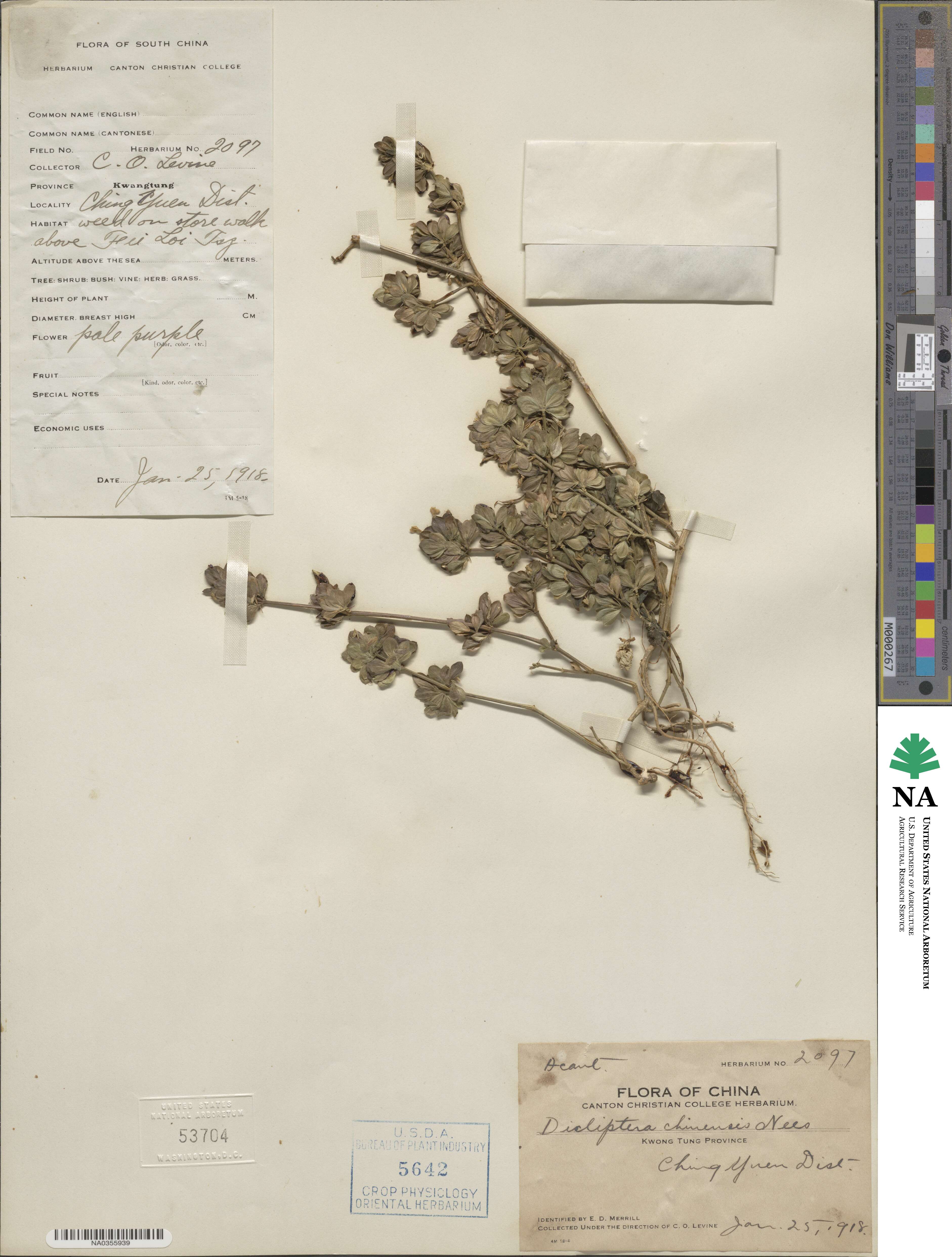 Dicliptera chinensis image