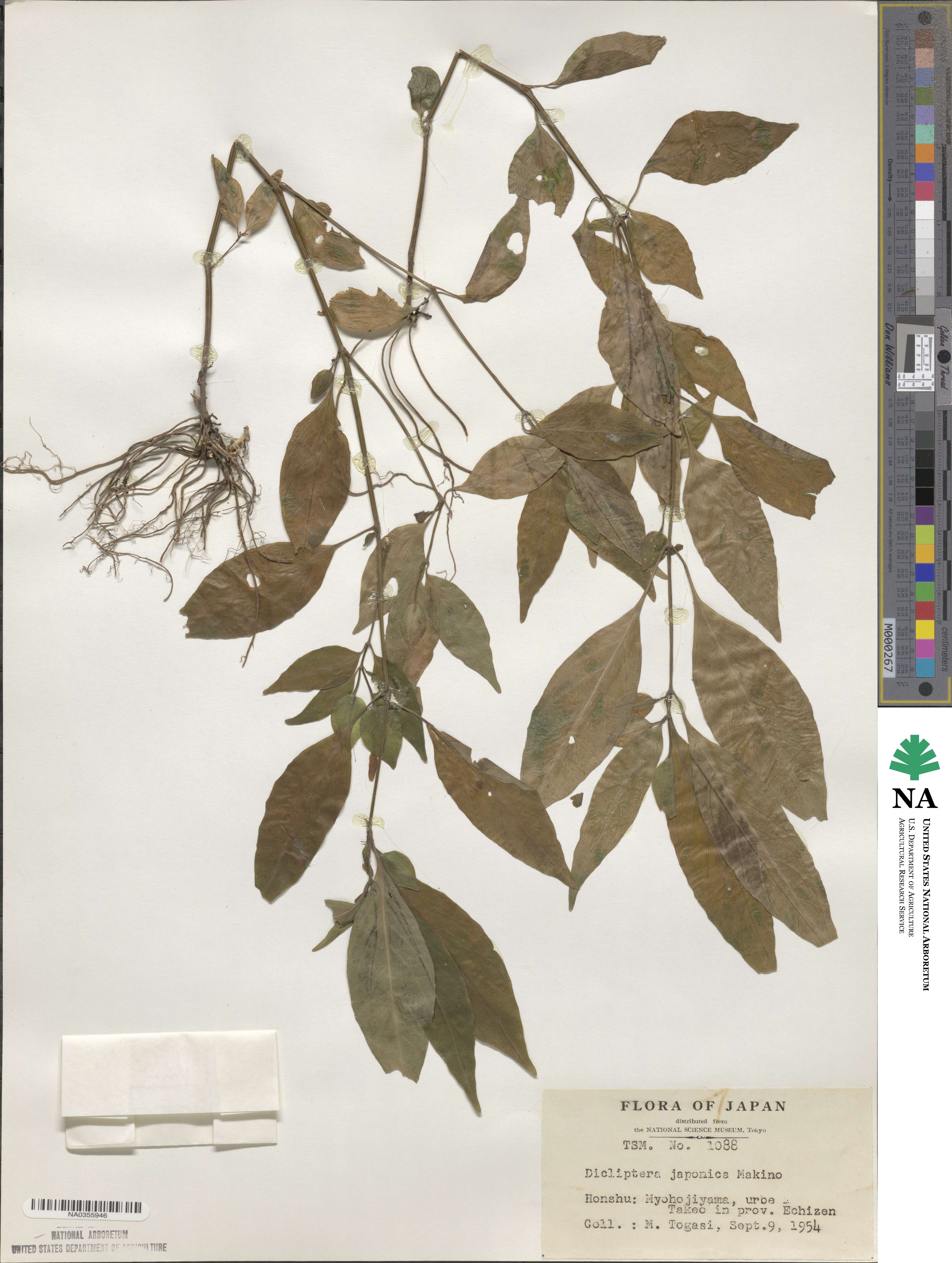 Dicliptera japonica image