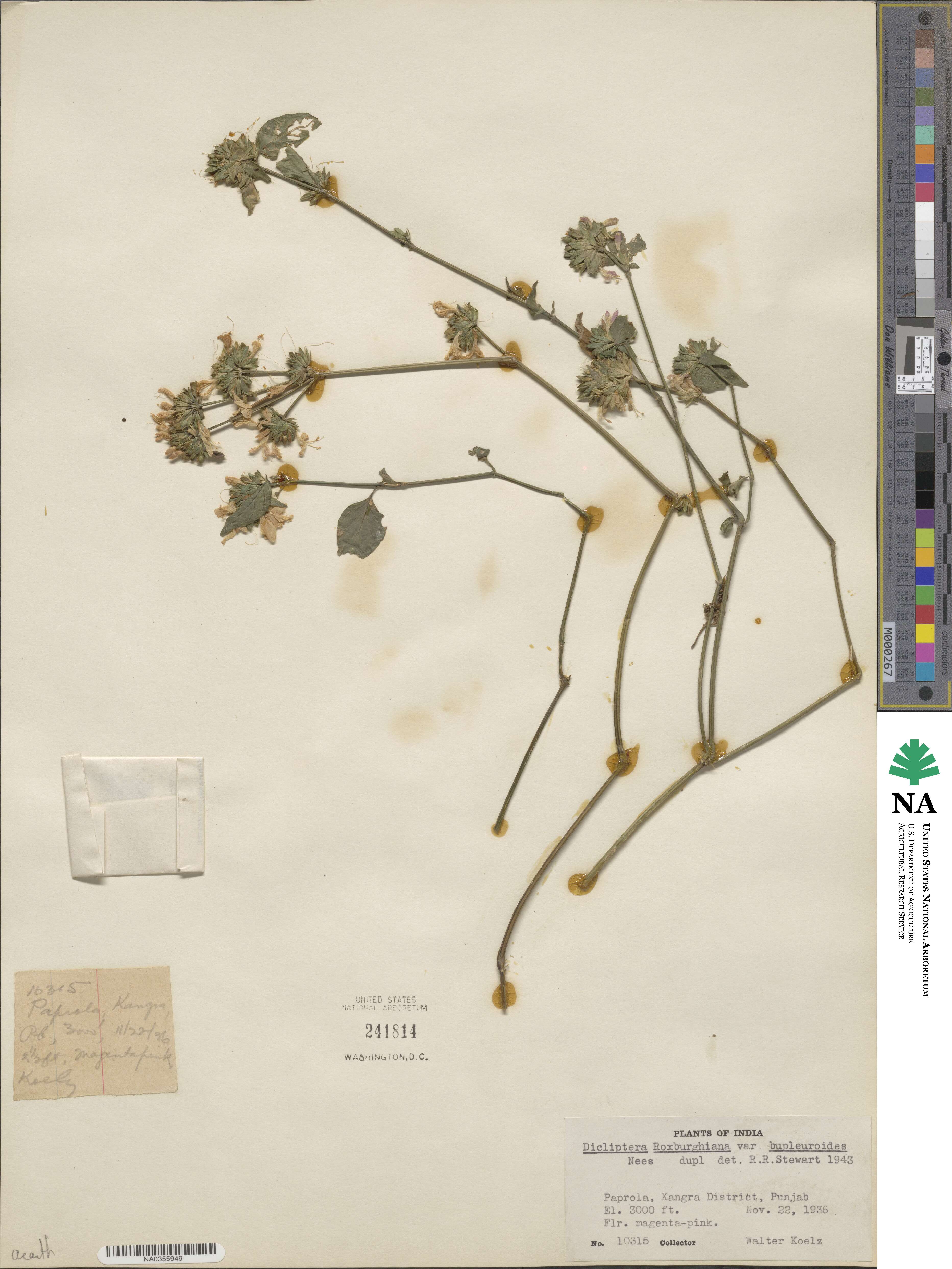 Dicliptera bupleuroides image