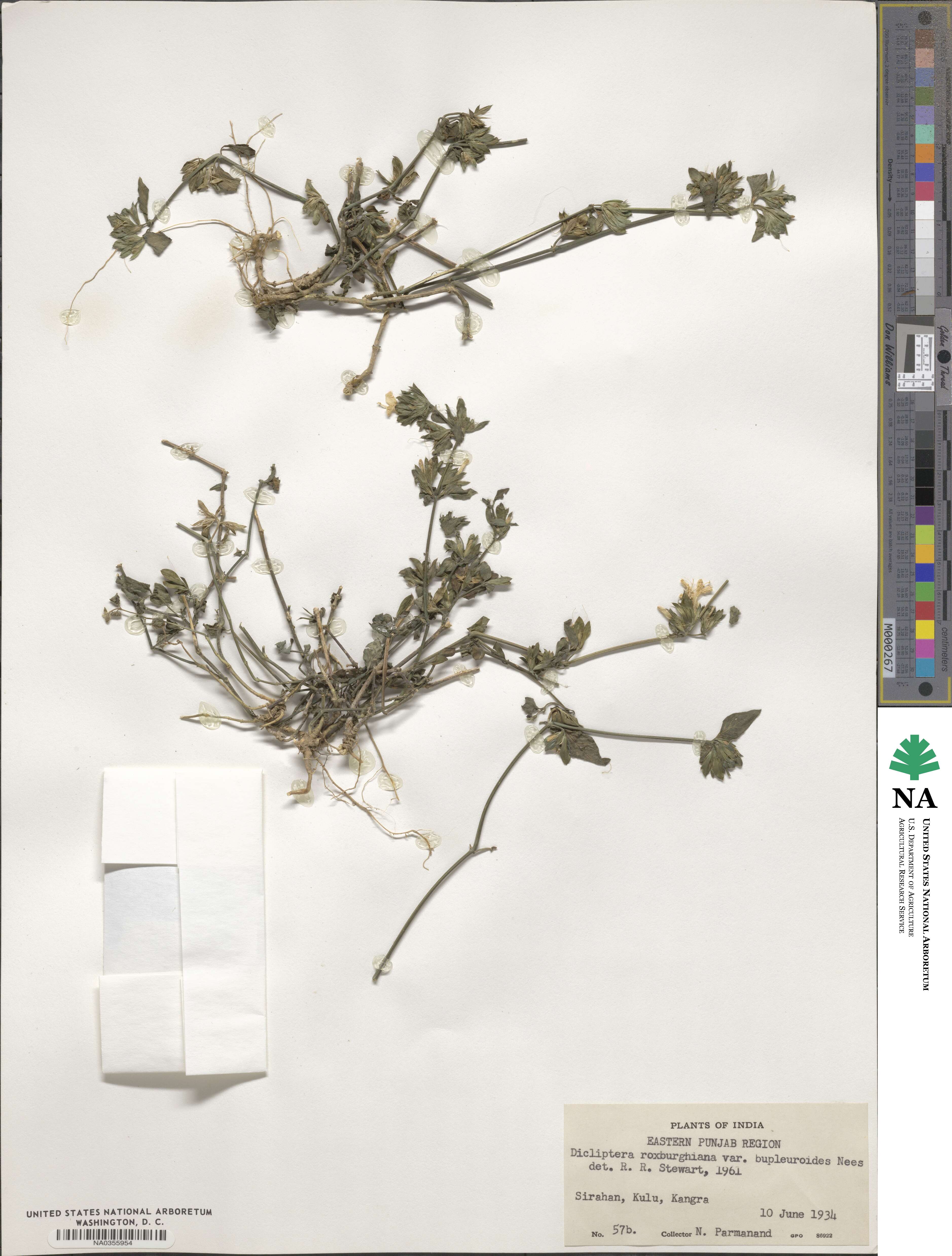 Dicliptera bupleuroides image