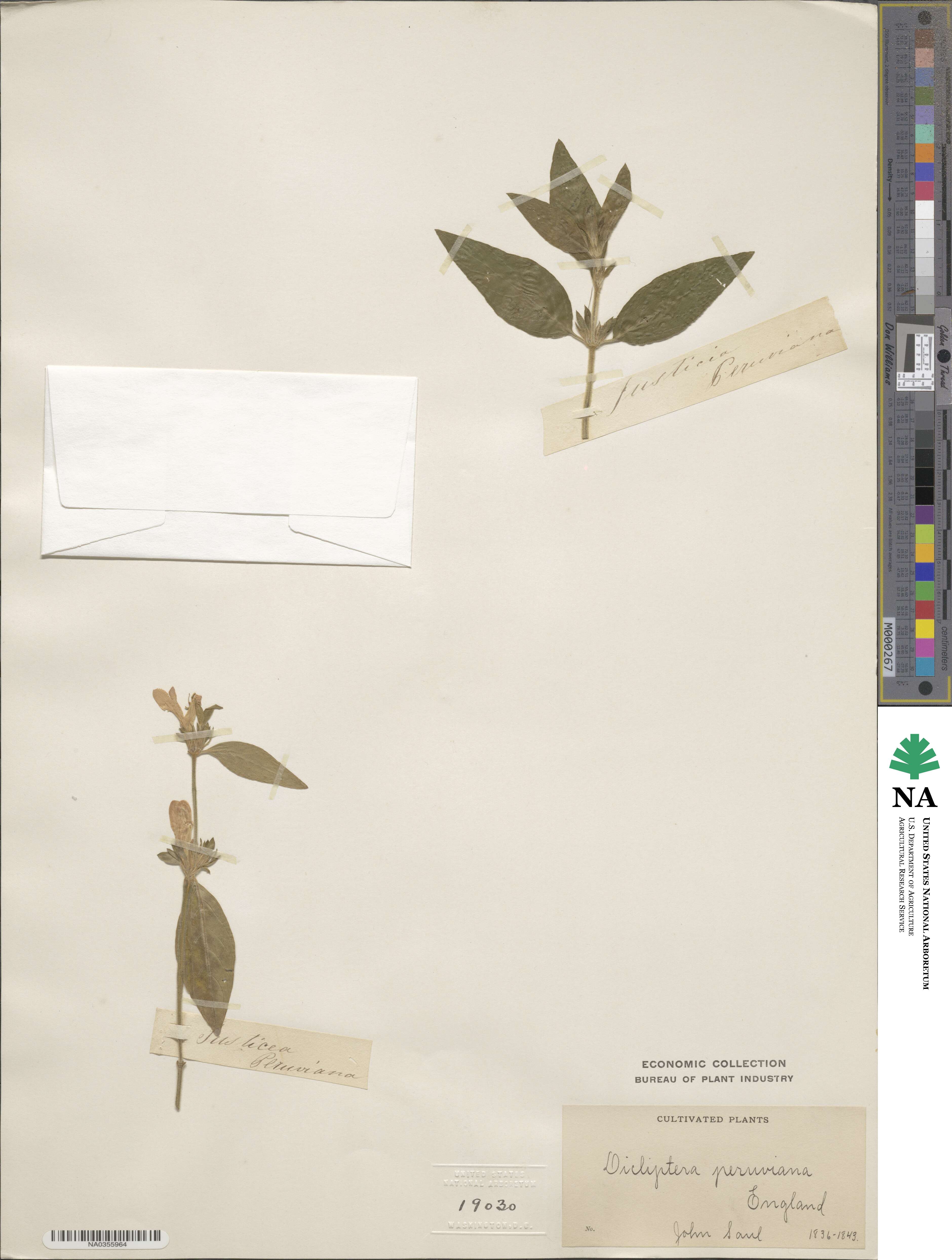 Dicliptera peruviana image