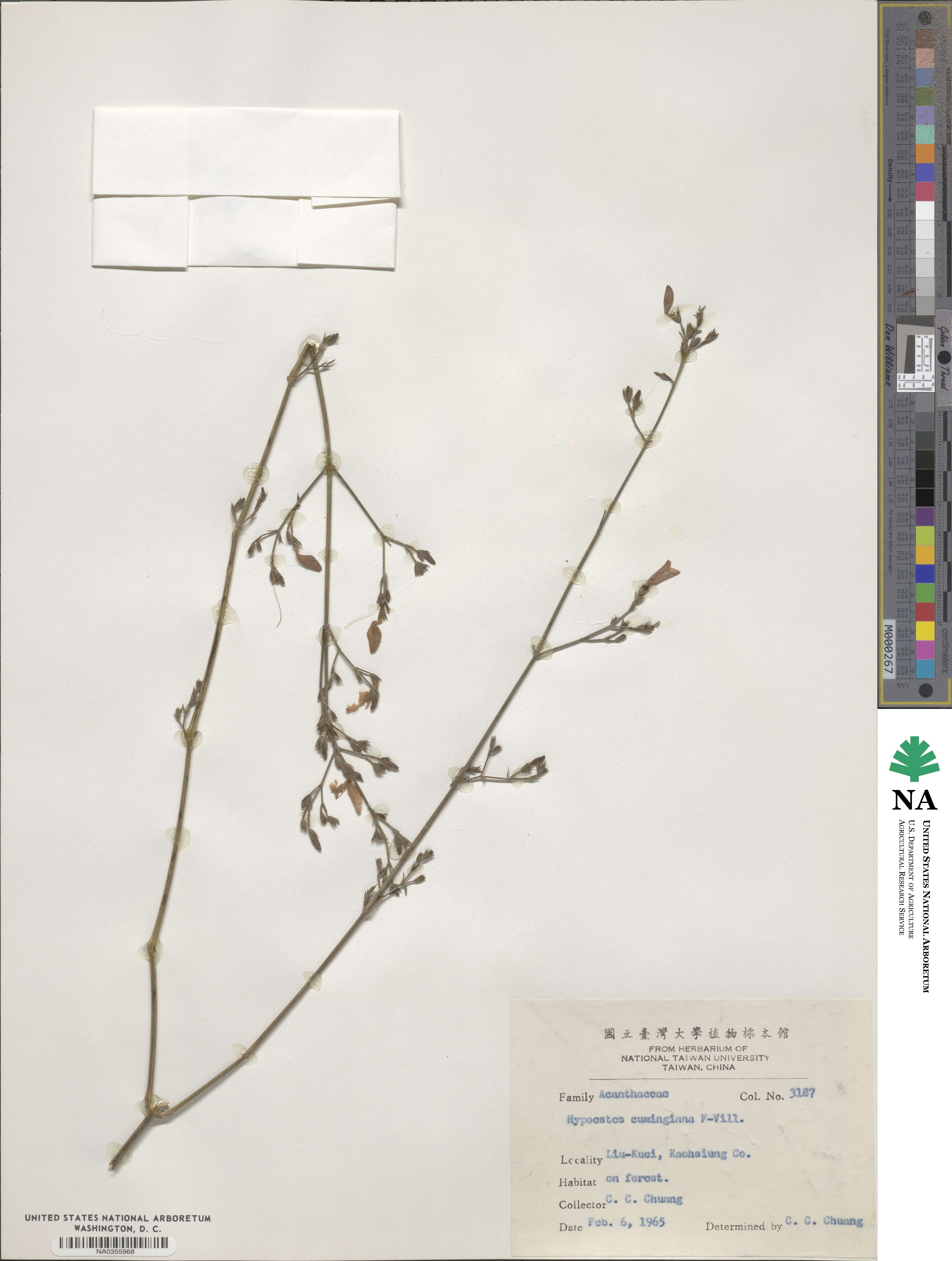 Hypoestes cumingiana image