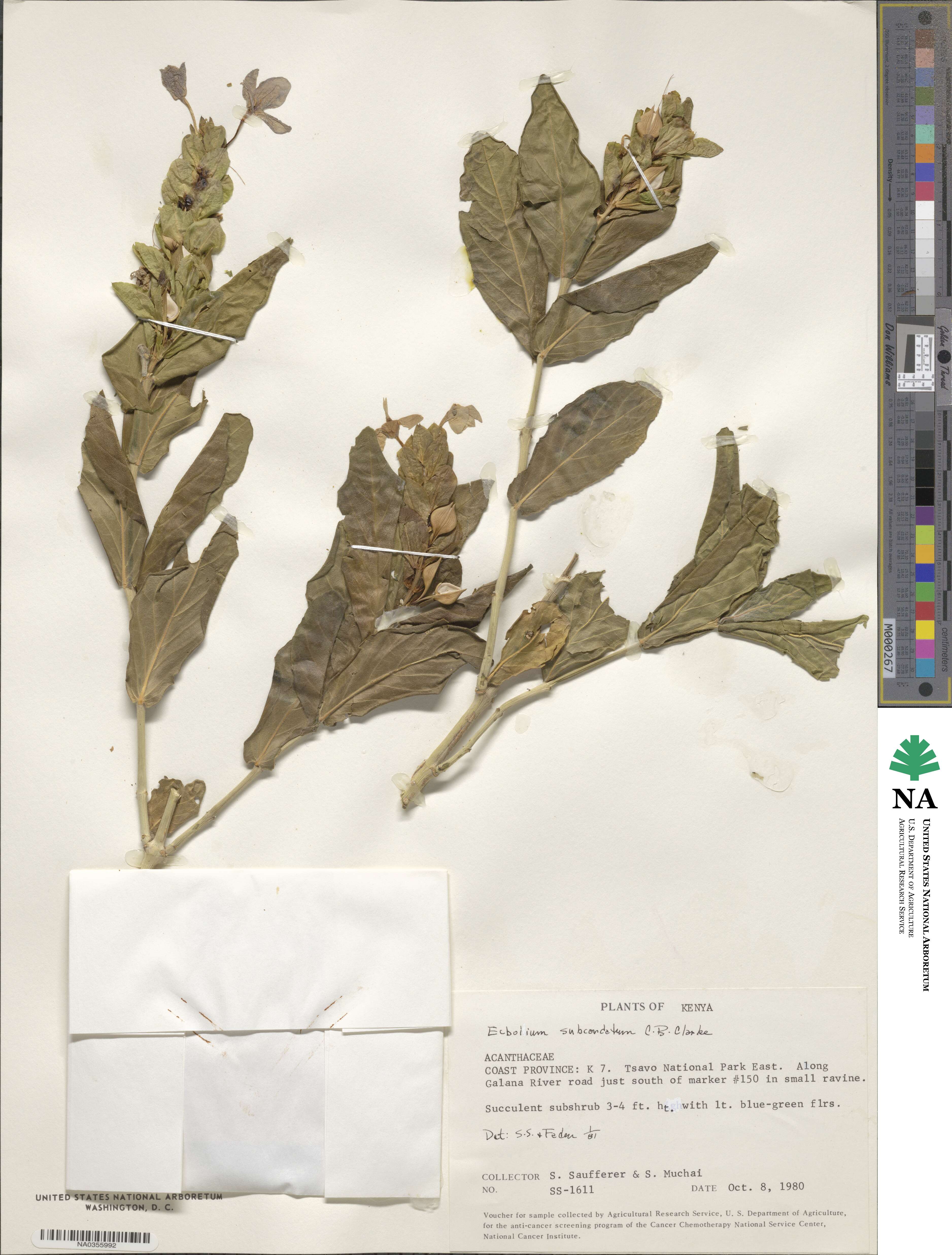 Ecbolium subcordatum image