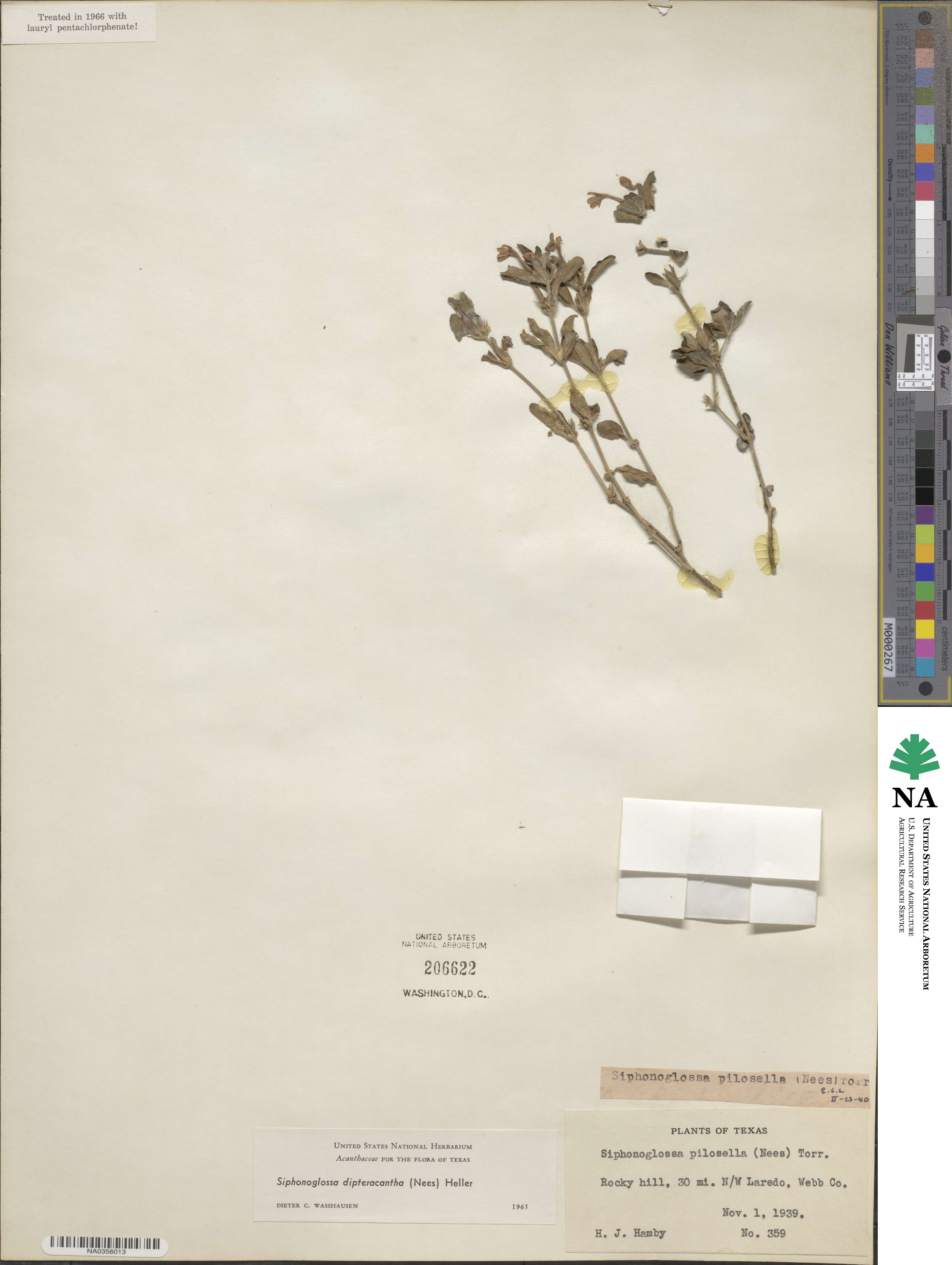 Justicia pilosella image