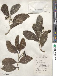 Morinda lucida image