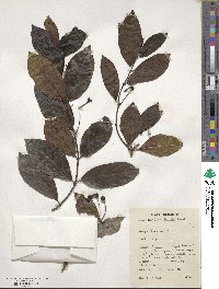 Morinda lucida image