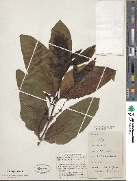 Morinda lucida image