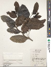 Morinda lucida image