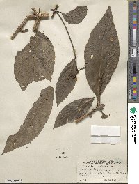 Image of Morinda bracteata