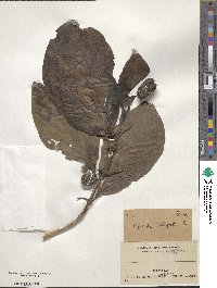 Morinda citrifolia image