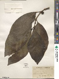 Morinda citrifolia image