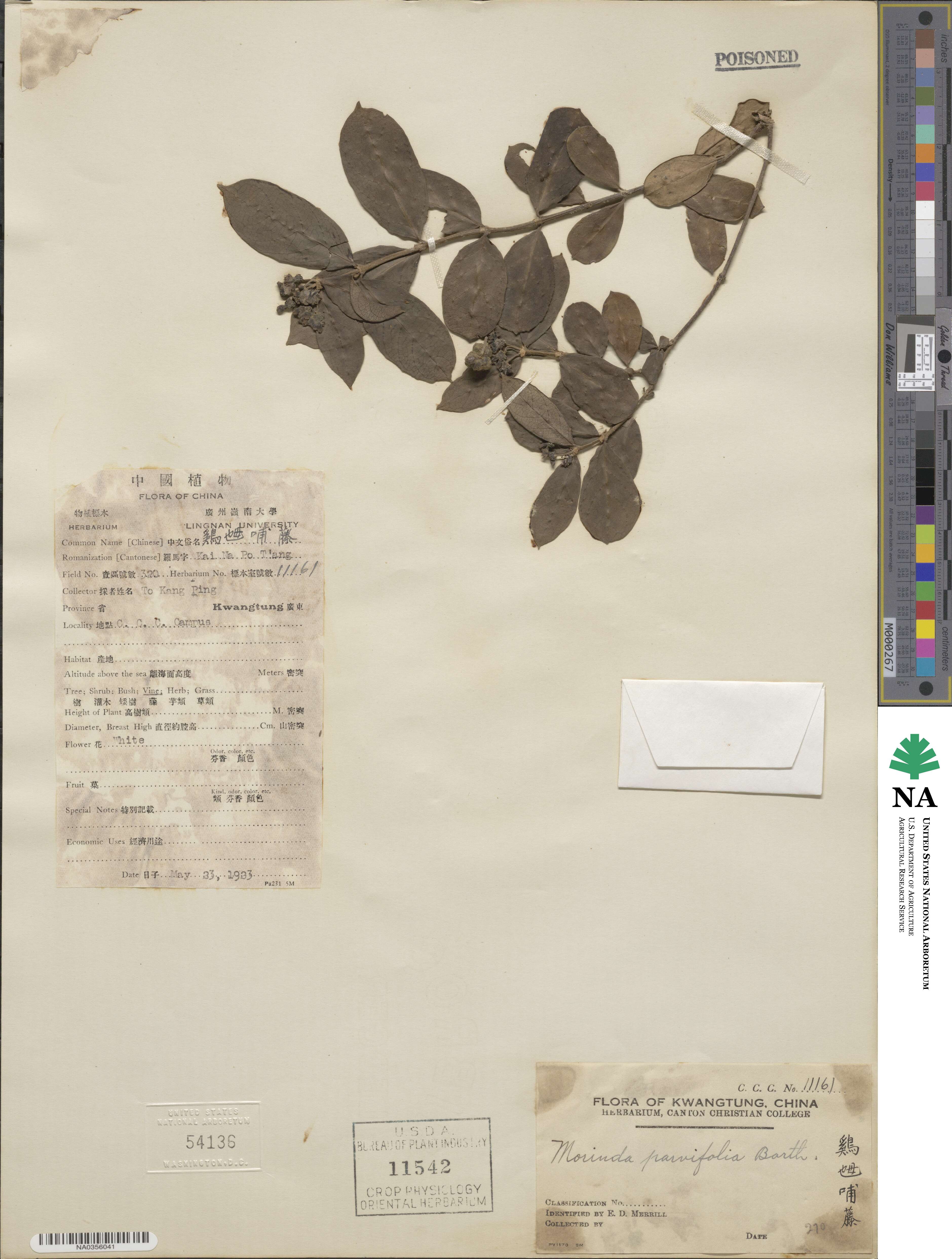 Gynochthodes parvifolia image