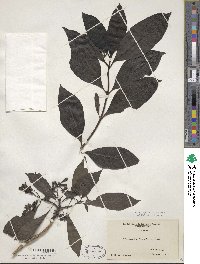 Image of Morinda tinctoria