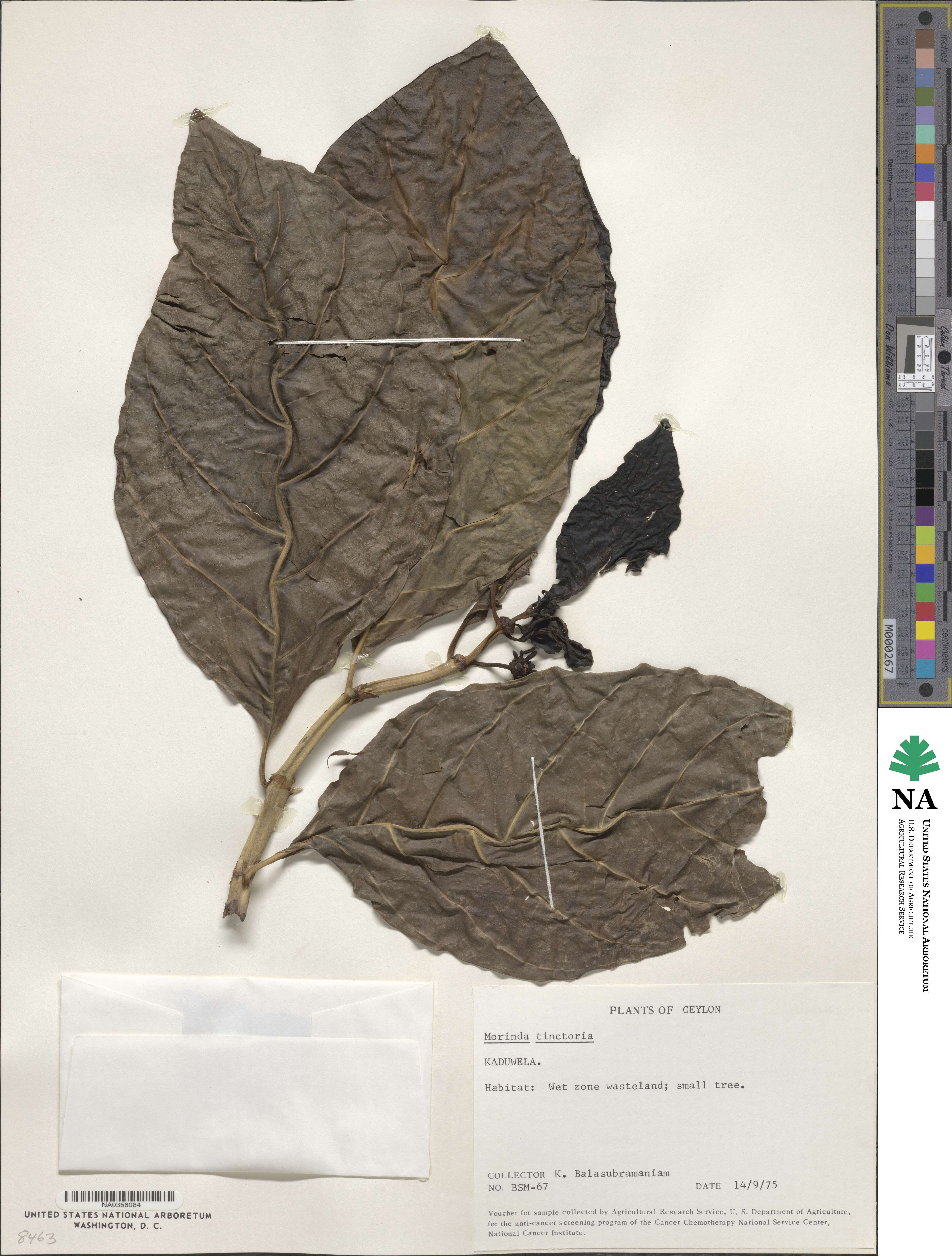 Morinda tinctoria image