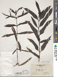 Morinda tinctoria image