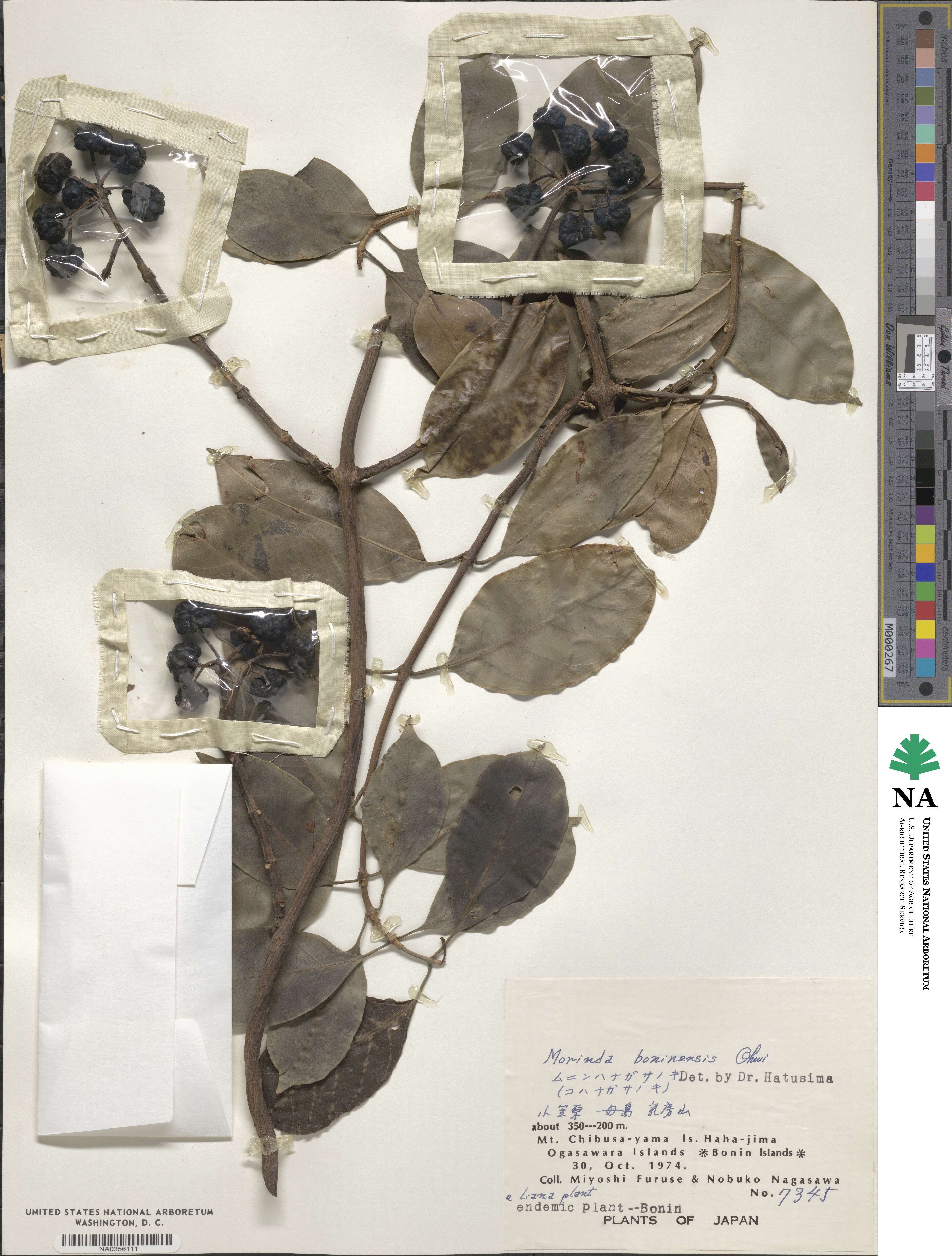 Gynochthodes boninensis image