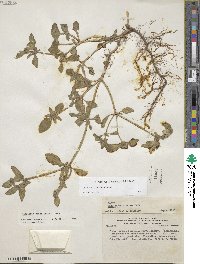 Richardia brasiliensis image