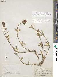 Richardia grandiflora image