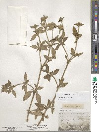 Richardia brasiliensis image