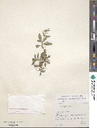 Richardia grandiflora image