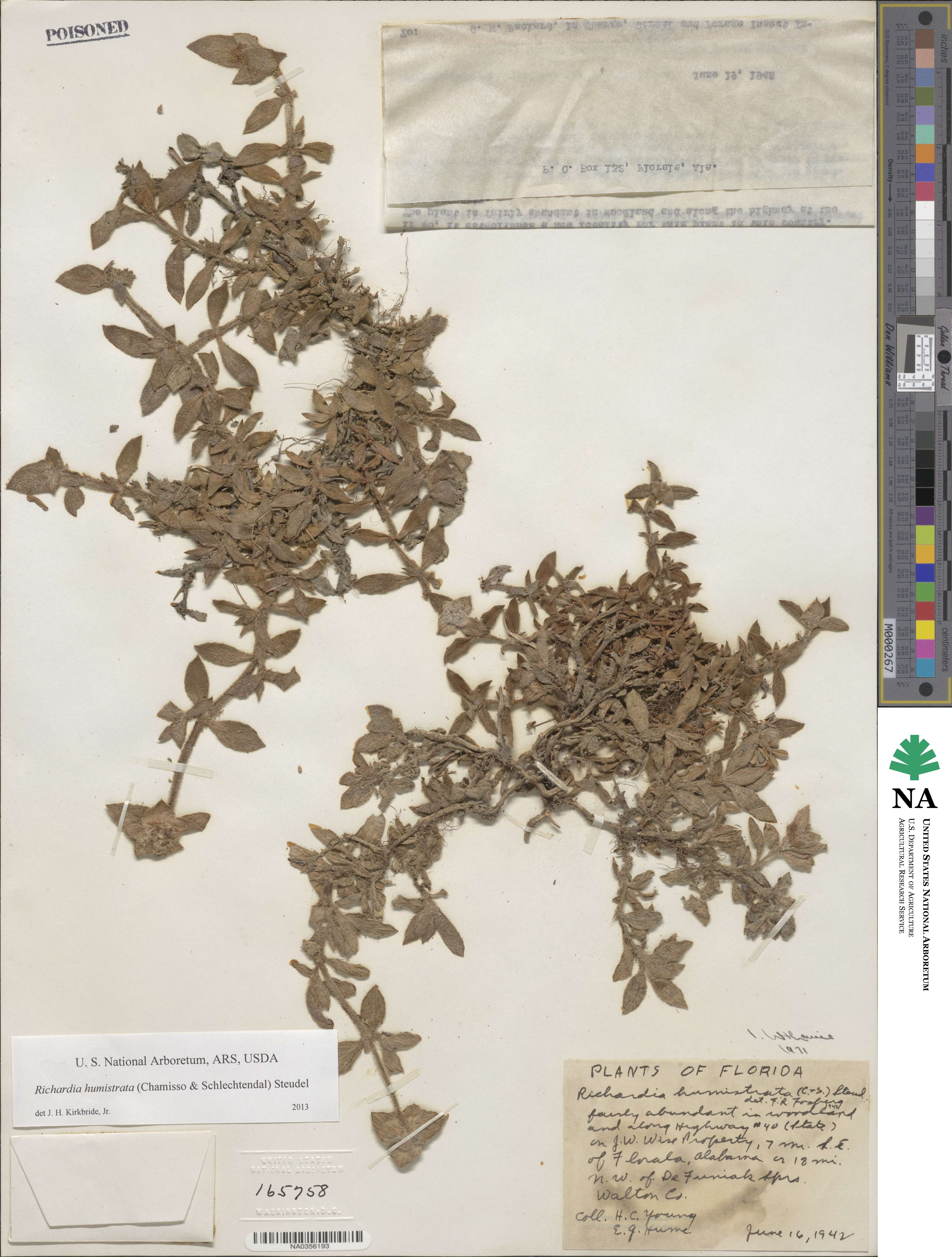 Richardia humistrata image