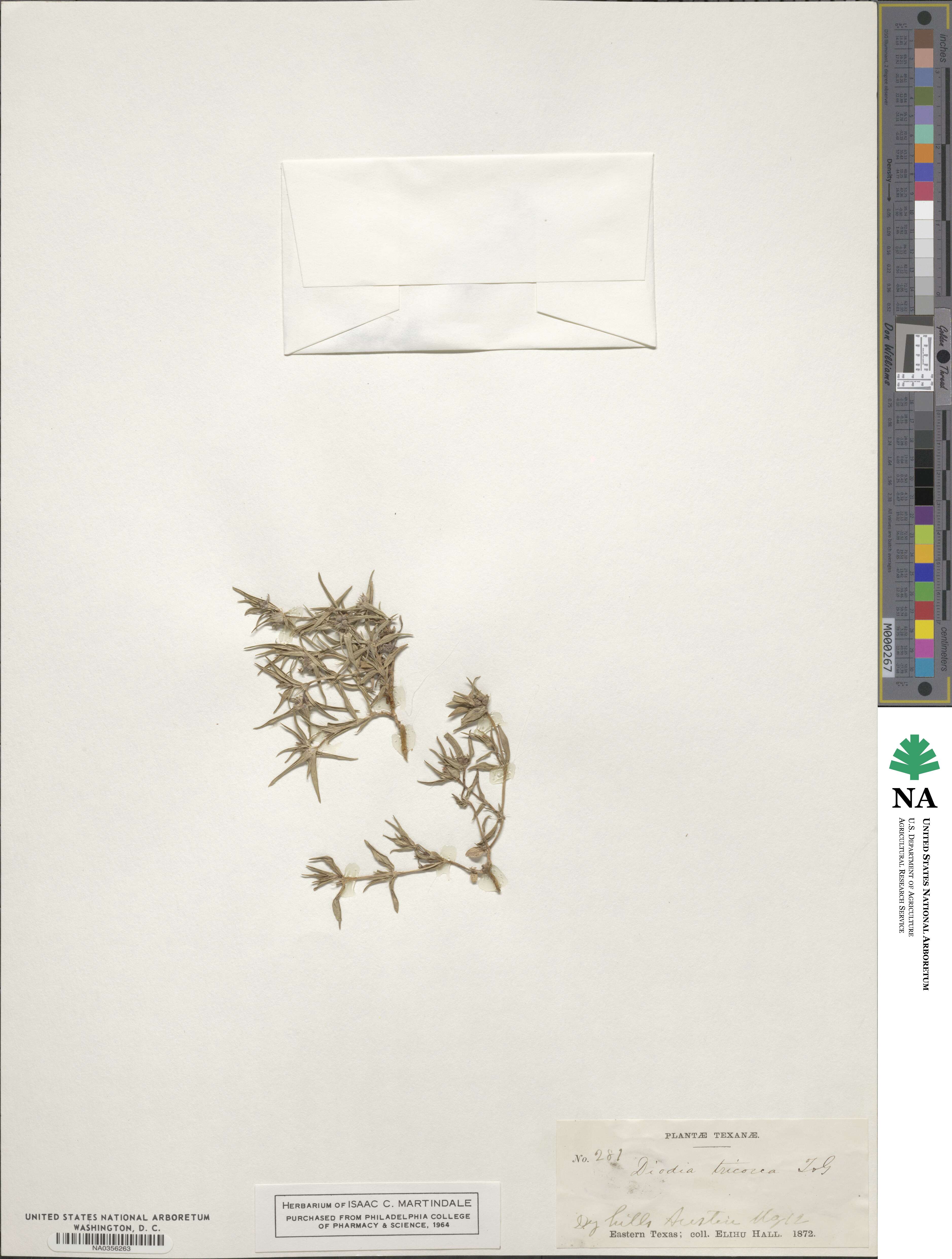 Richardia tricocca image
