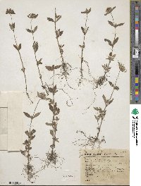 Crusea longiflora image