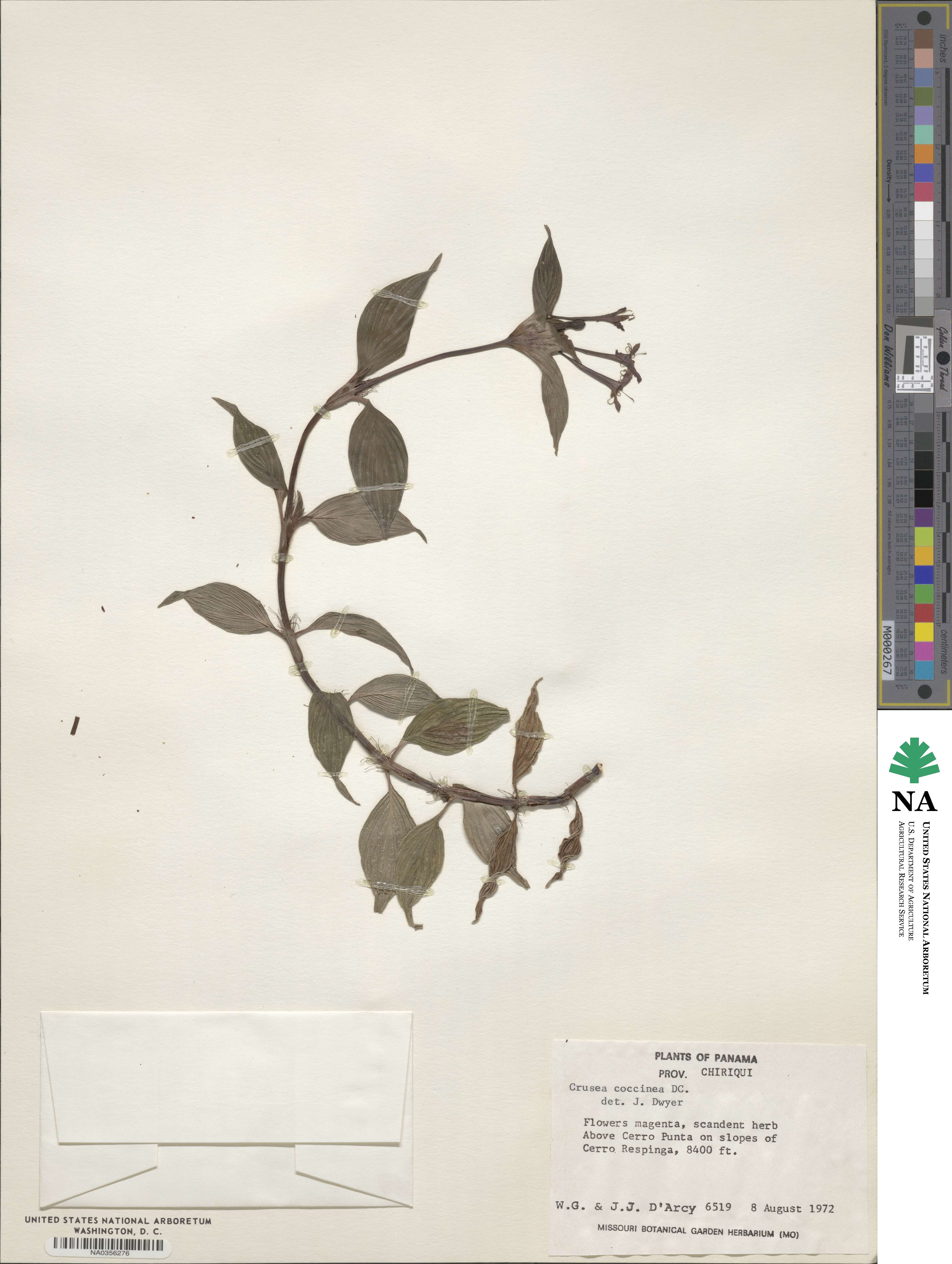 Crusea coccinea image