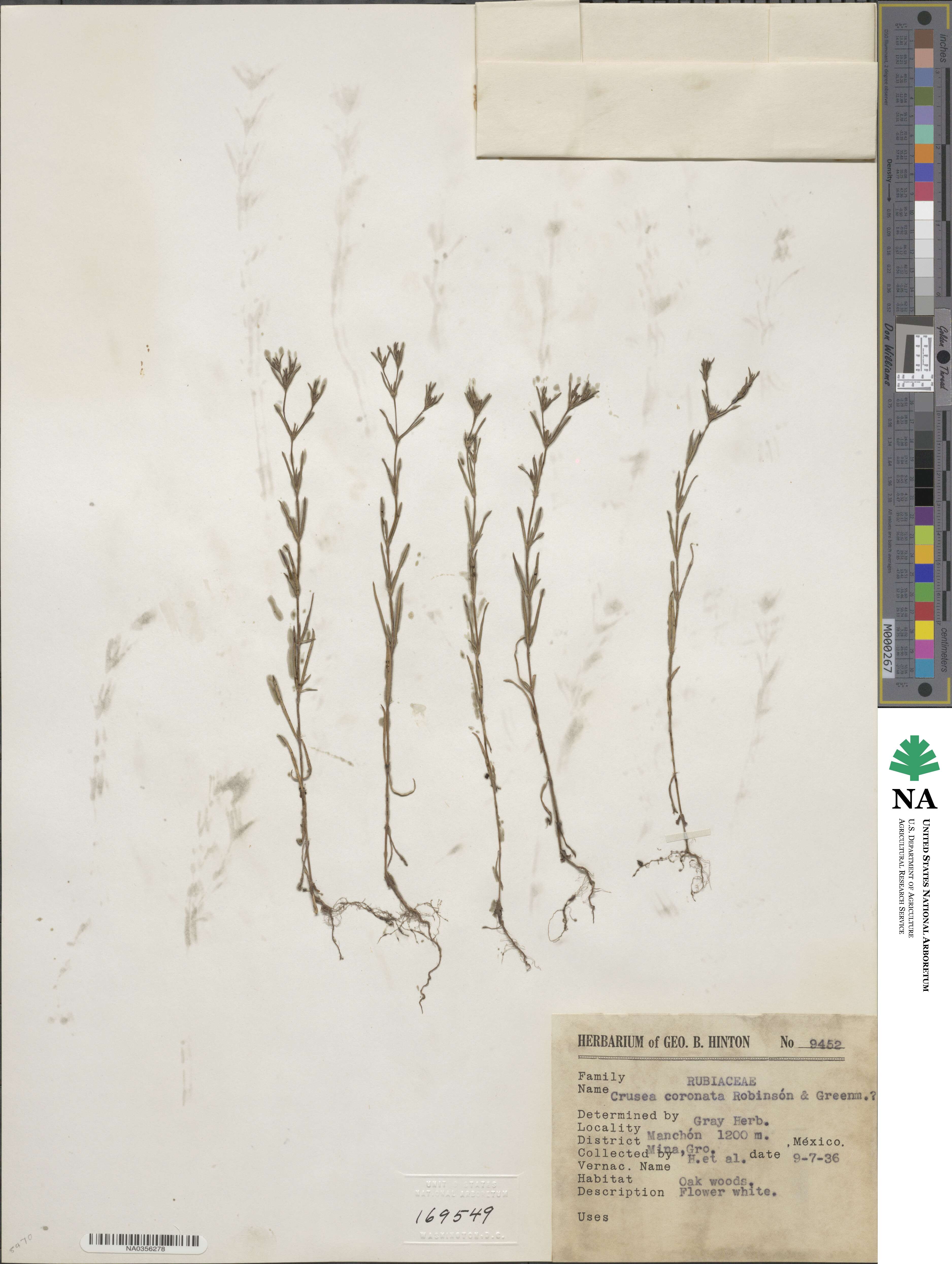 Crusea coronata image