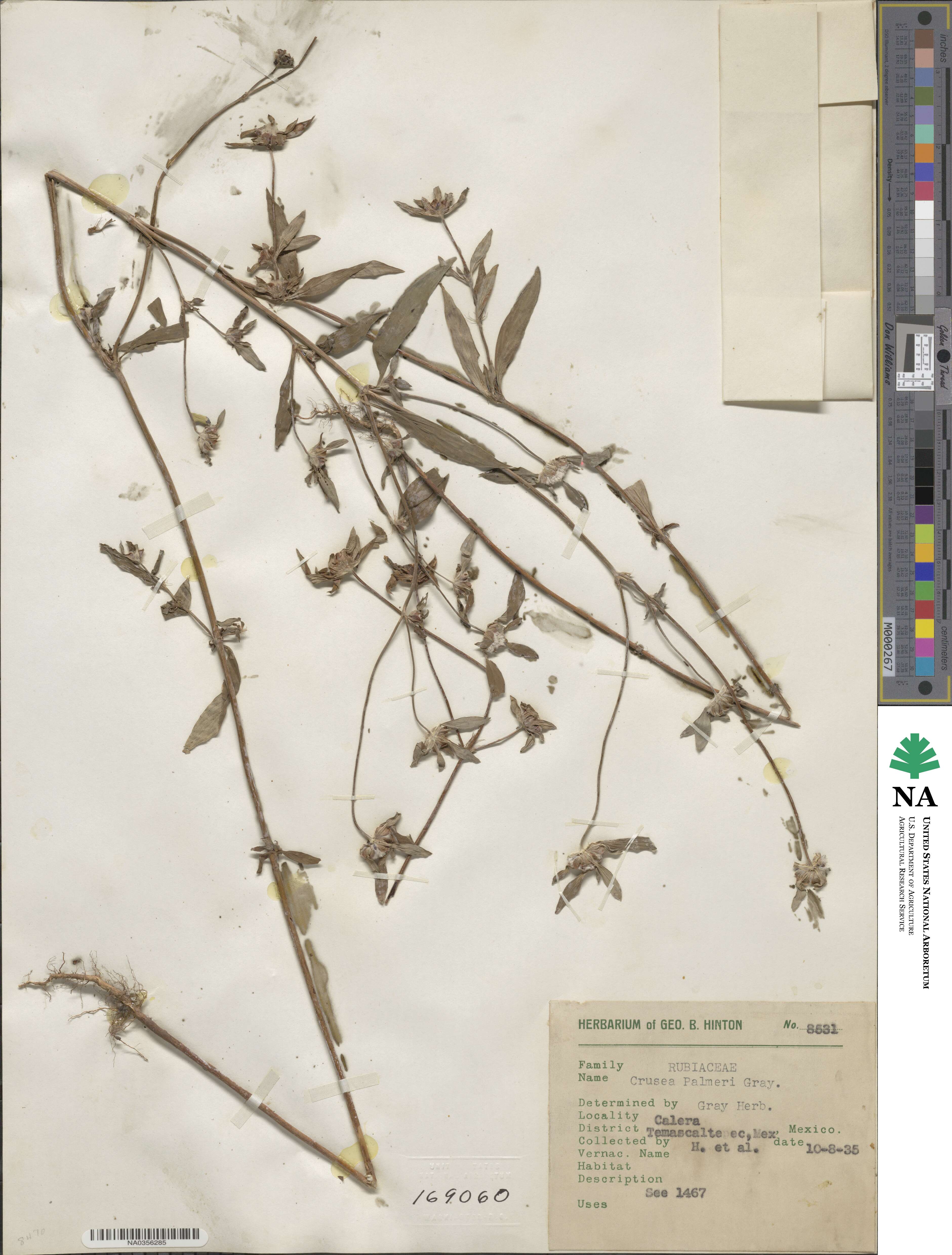 Crusea psyllioides image