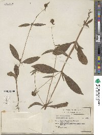 Crusea parviflora image