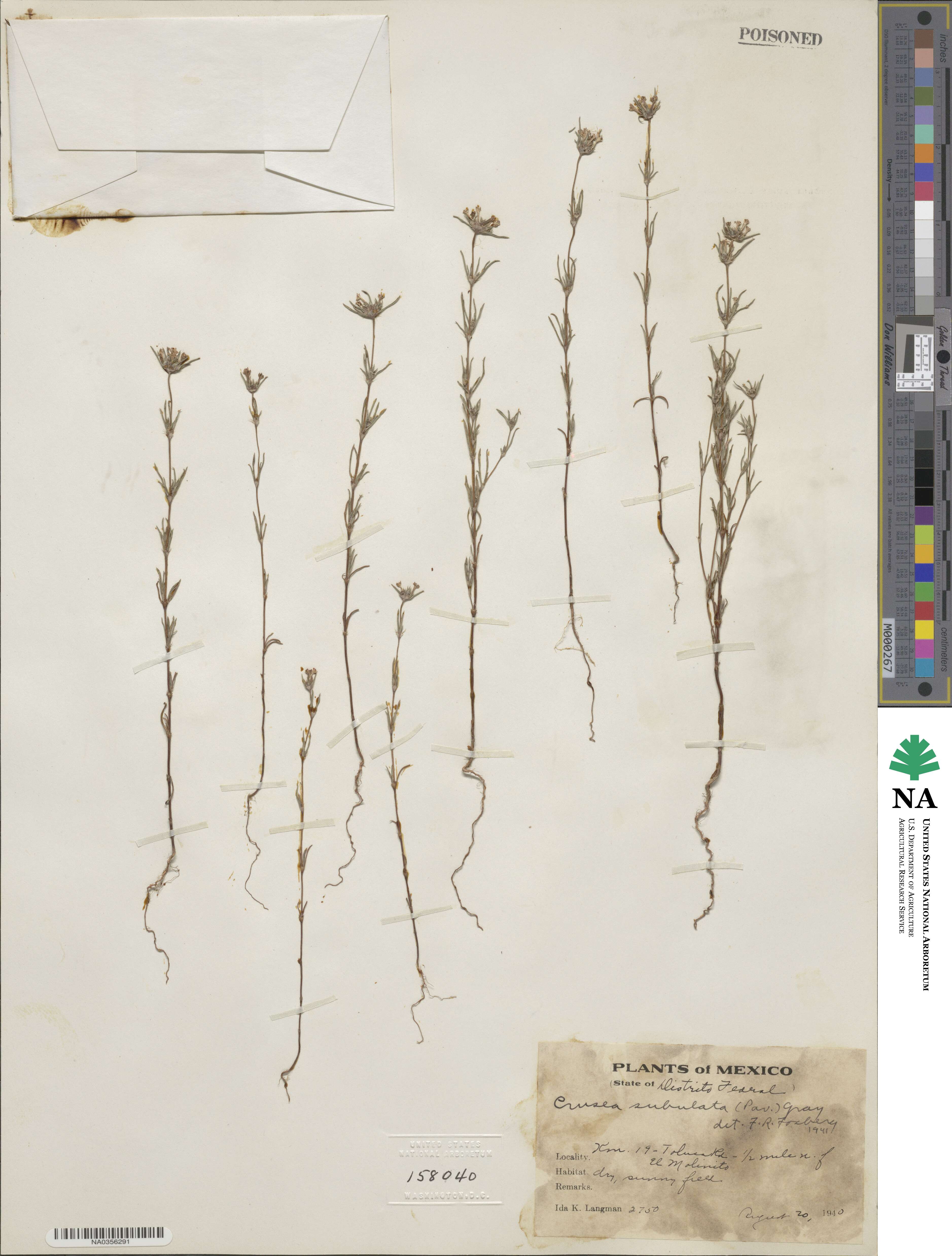 Crusea parviflora image