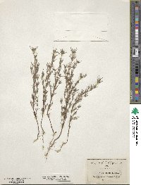 Crusea parviflora image