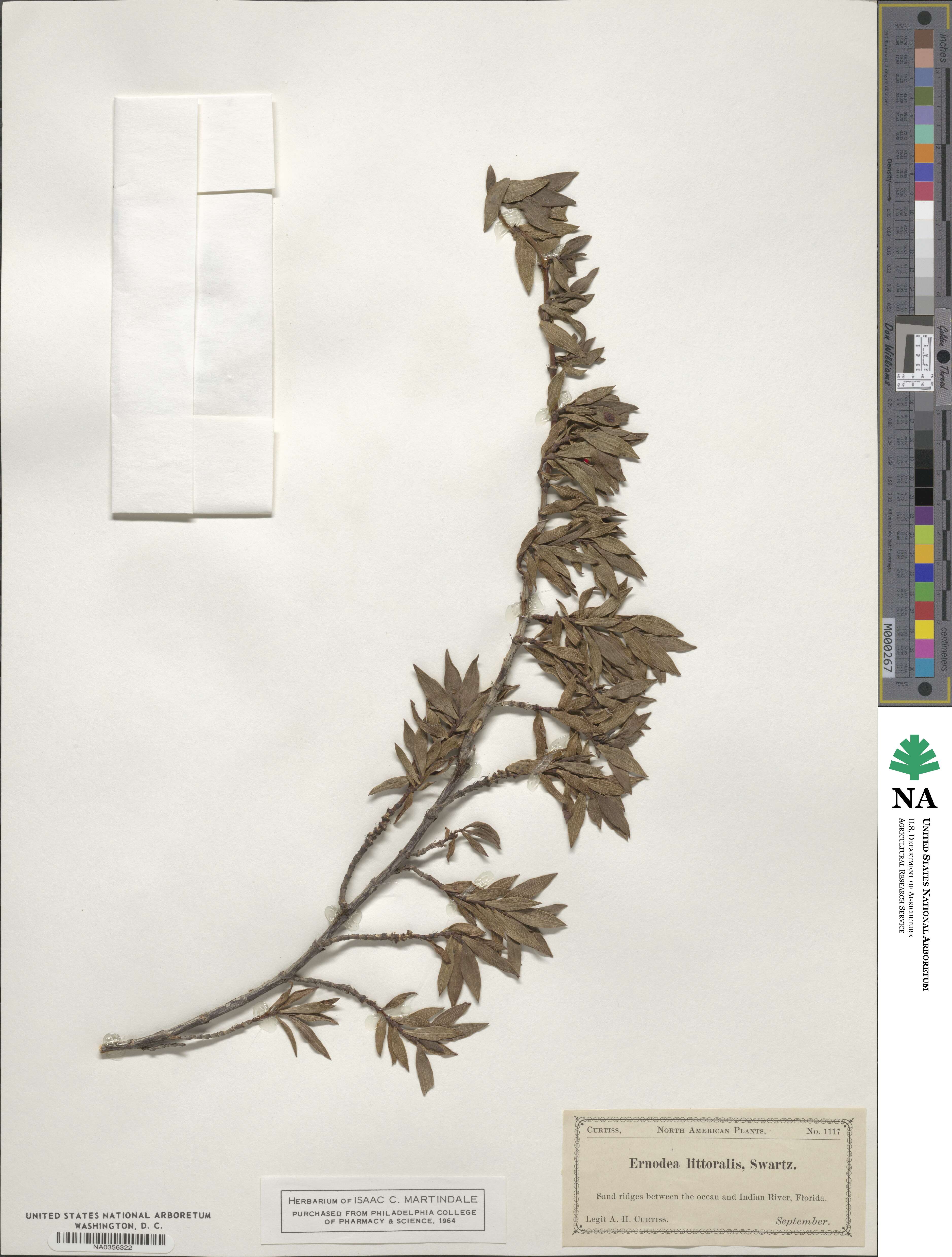 Ernodea littoralis image