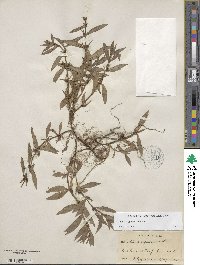 Diodia virginiana image