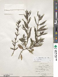 Diodia virginiana image