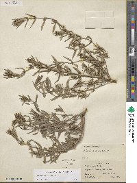 Hexasepalum teres image