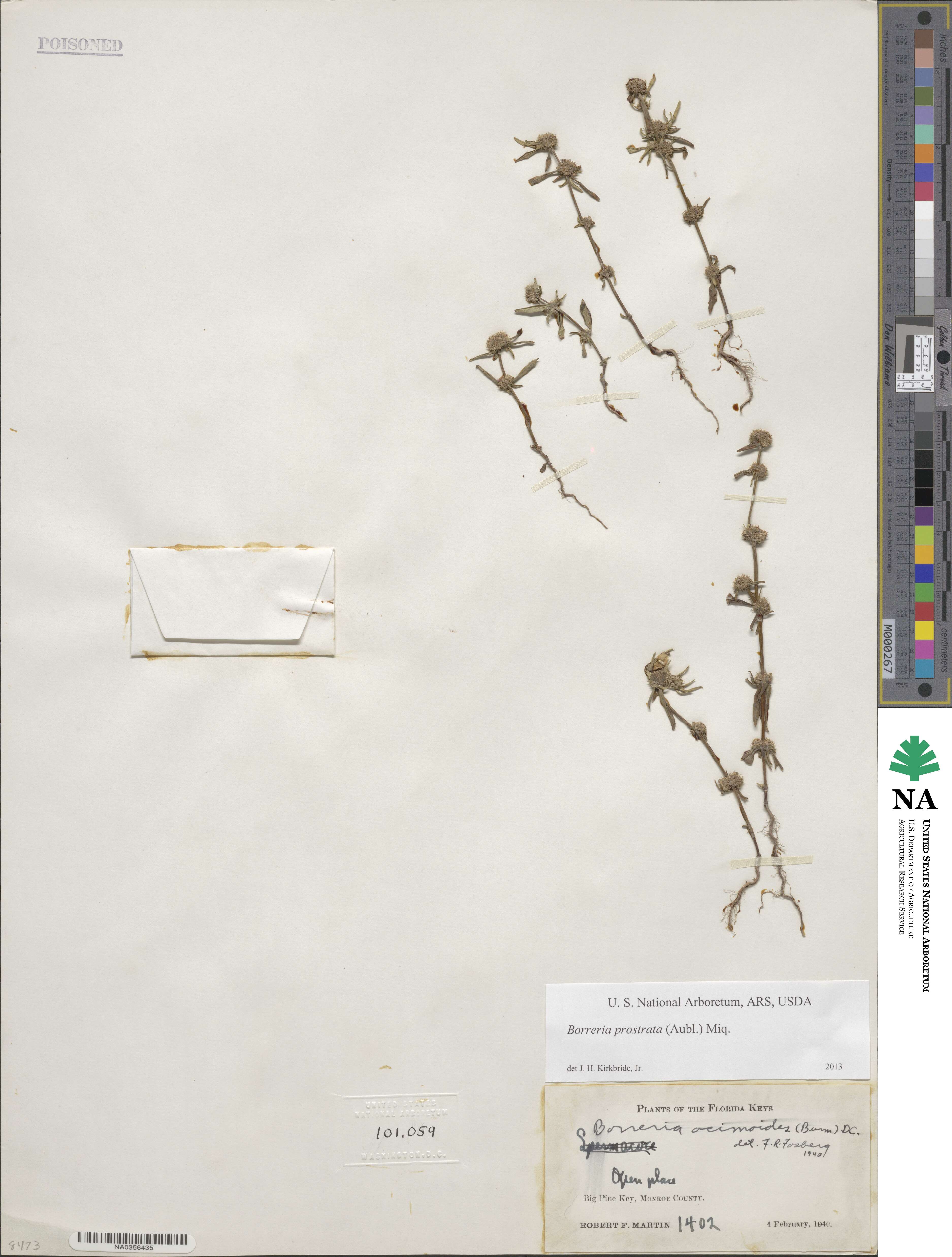 Spermacoce prostrata image
