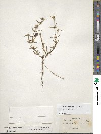 Spermacoce prostrata image