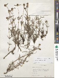 Spermacoce verticillata image