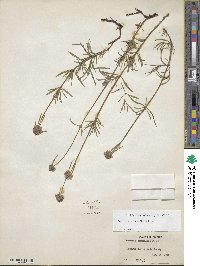 Spermacoce verticillata image