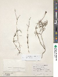 Spermacoce verticillata image